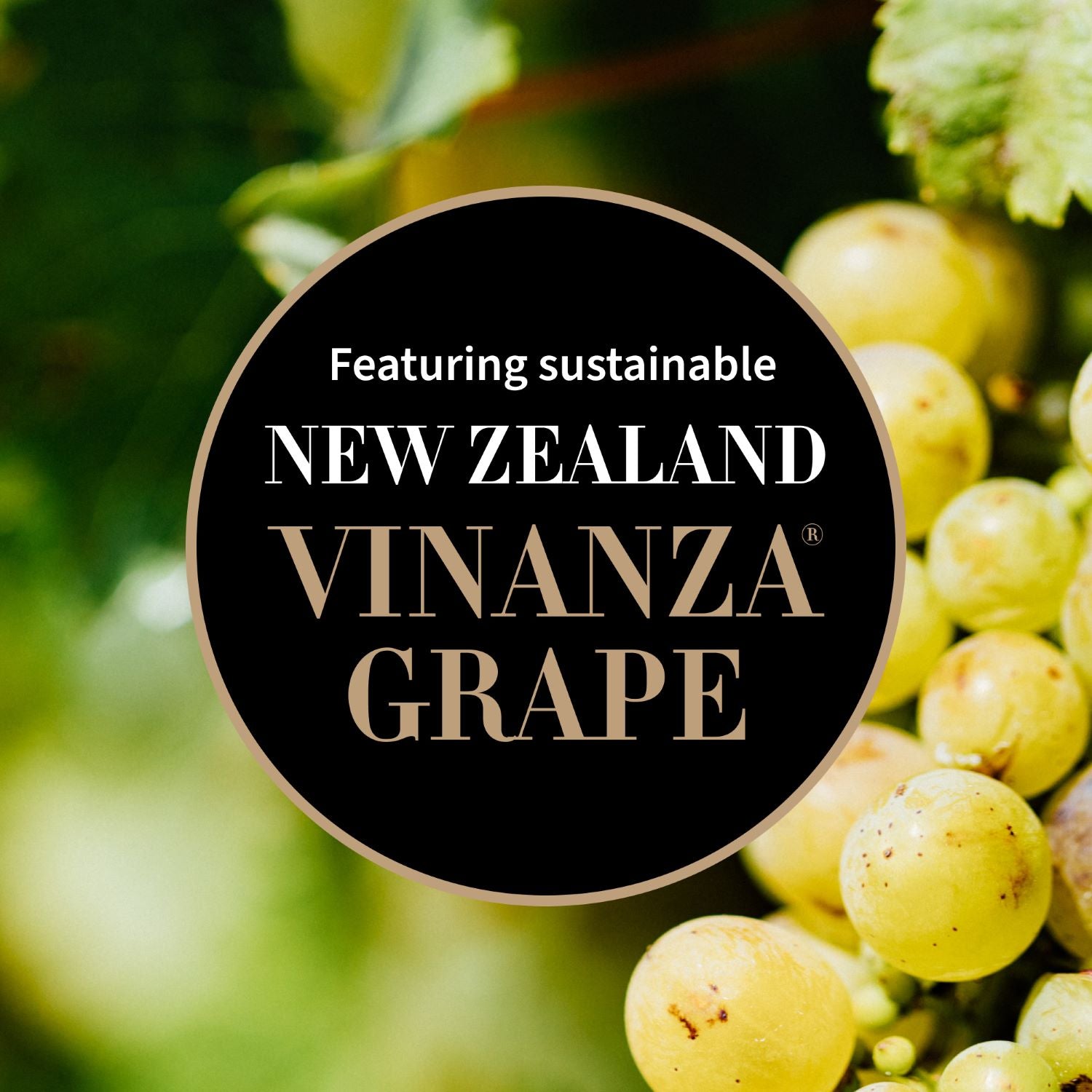 Infographic with sustainably Sourced grapes