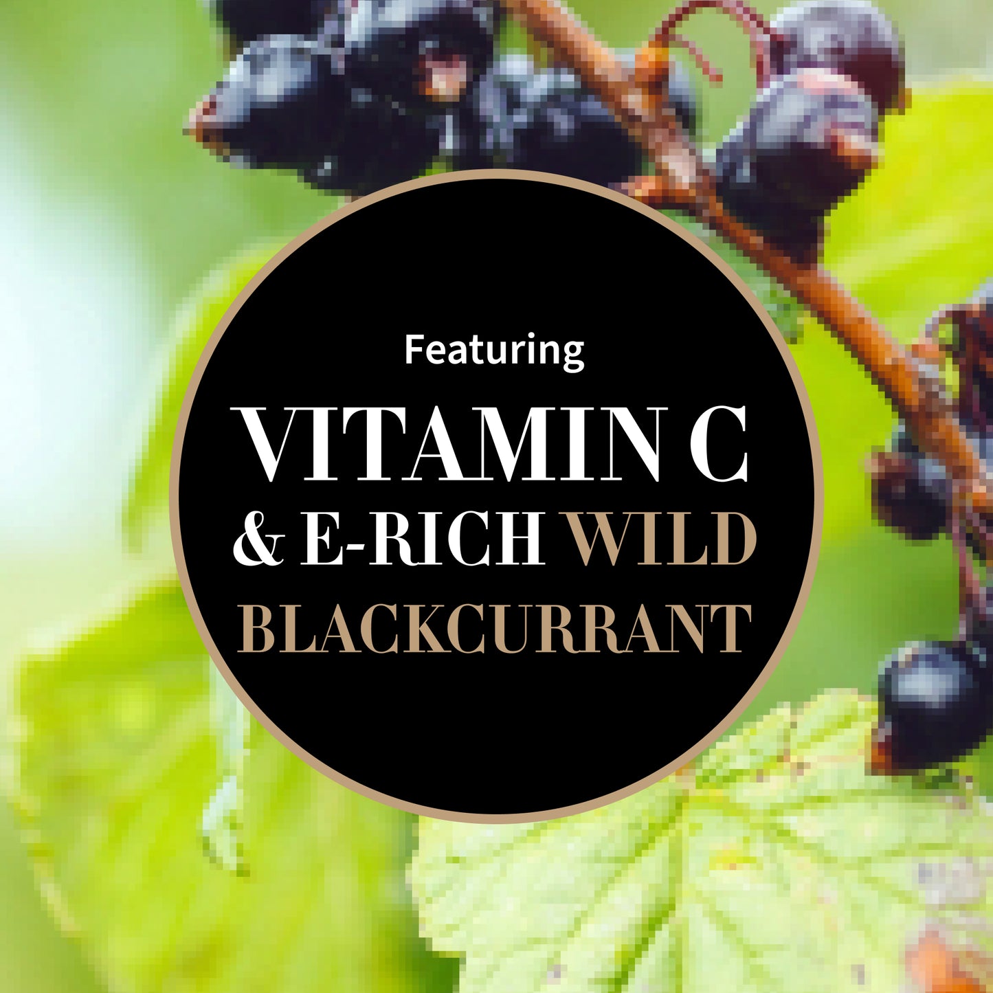 Infographic with sustainably Sourced blackcurrant